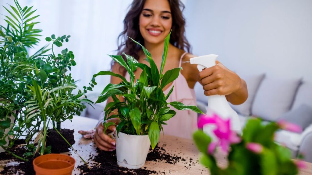 Indoor Plants that Naturally Purify Air